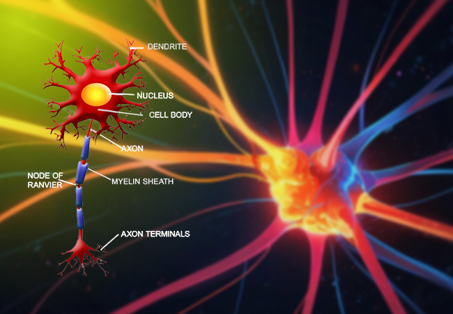 Relapsing Multiple Sclerosis (MS): Symptoms, Causes, and Treatment